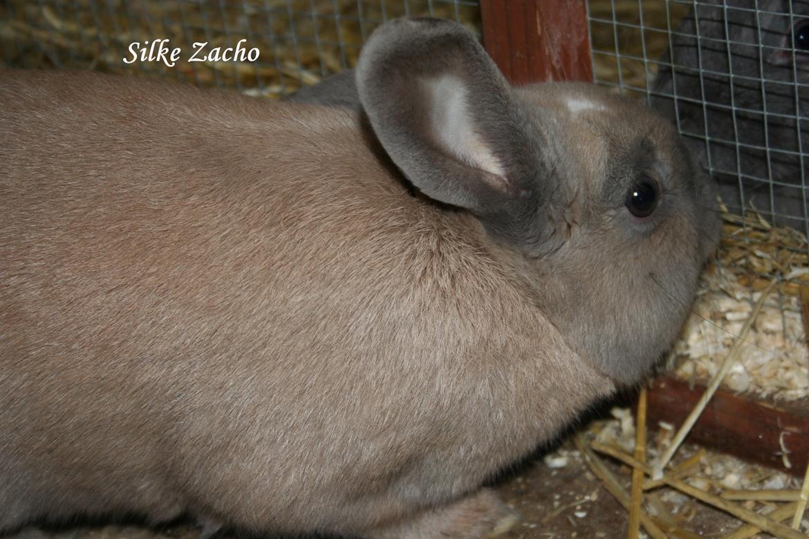 Kanin Zachos Kaza Lav Dizzmo billede 9