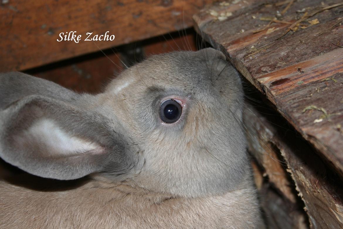 Kanin Zachos Kaza Lav Dizzmo billede 10
