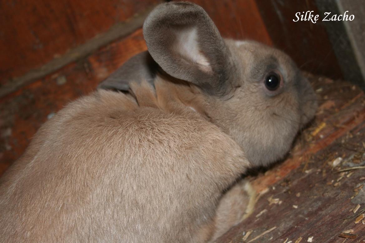 Kanin Zachos Kaza Lav Dizzmo billede 11