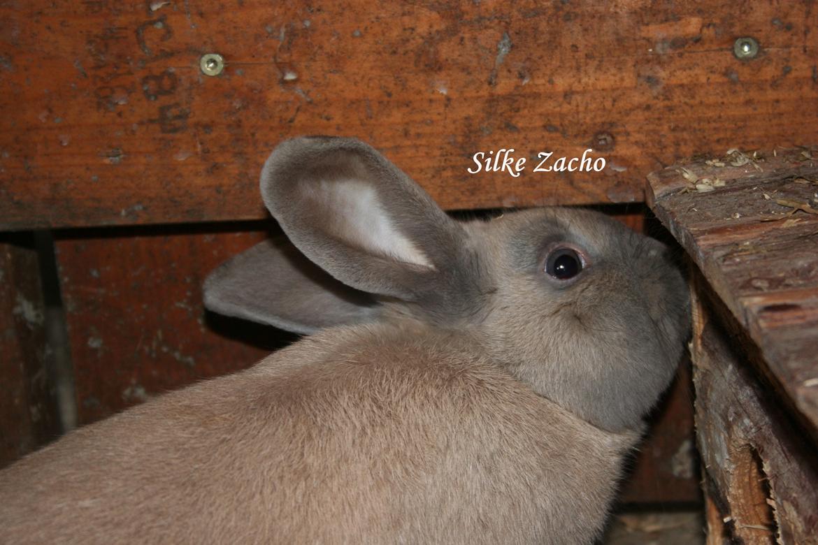 Kanin Zachos Kaza Lav Dizzmo billede 12