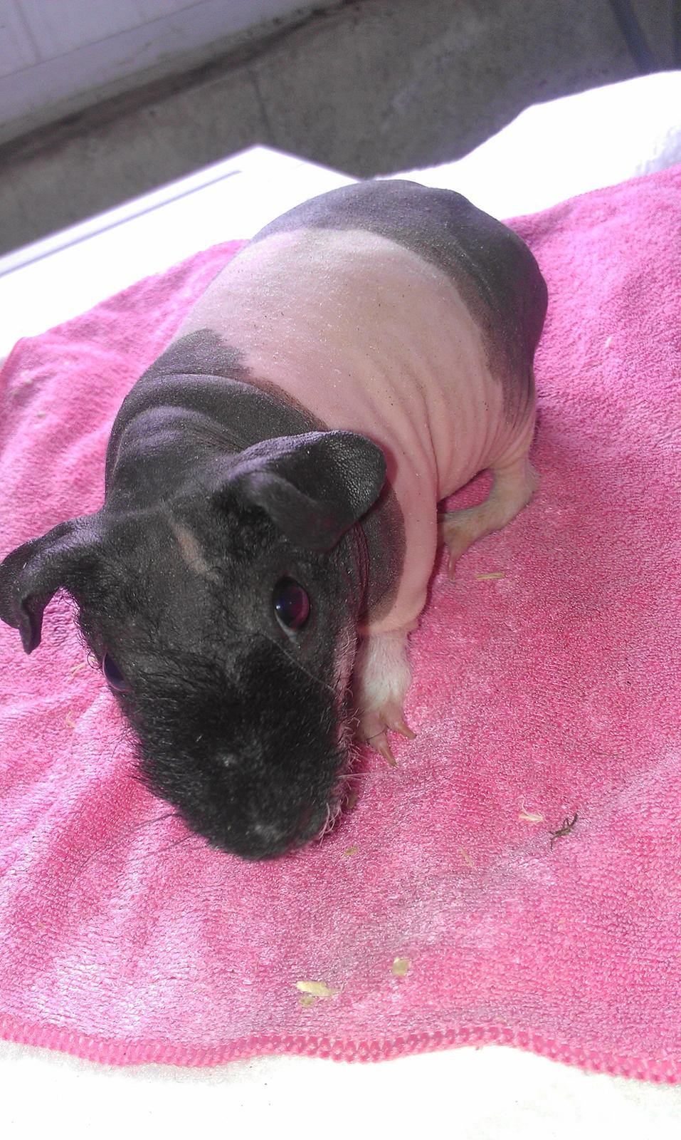 Marsvin Marion billede 1