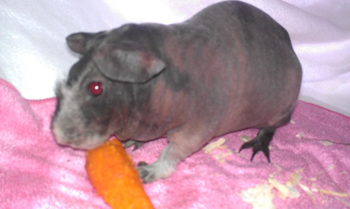 Marsvin Søstjerne billede 2