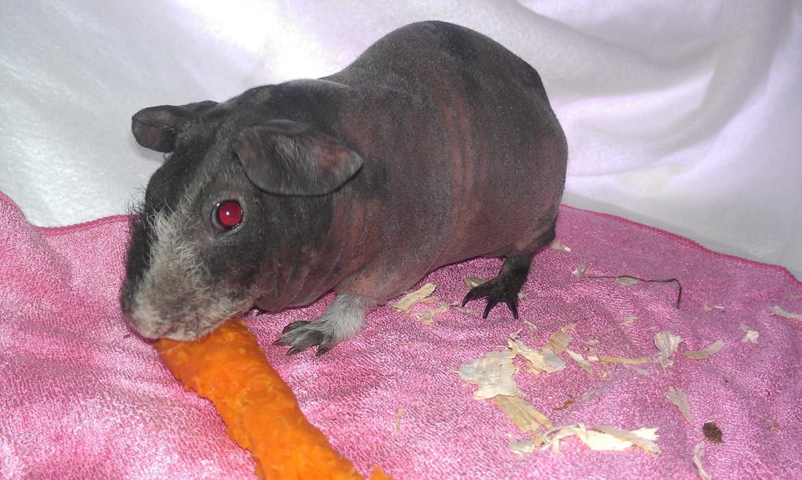 Marsvin Søstjerne billede 3