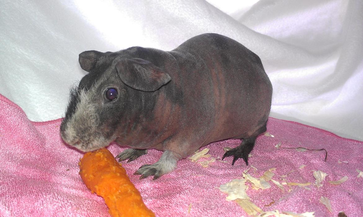 Marsvin Søstjerne billede 4