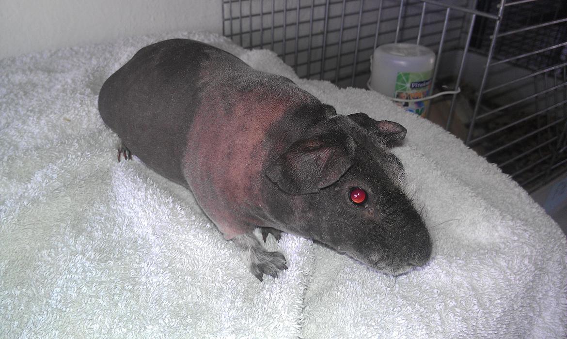 Marsvin Søstjerne billede 5