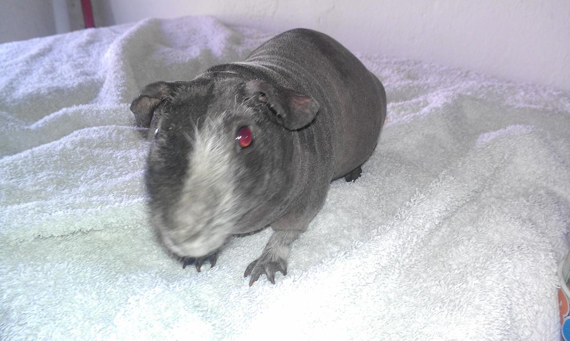 Marsvin Søstjerne billede 6