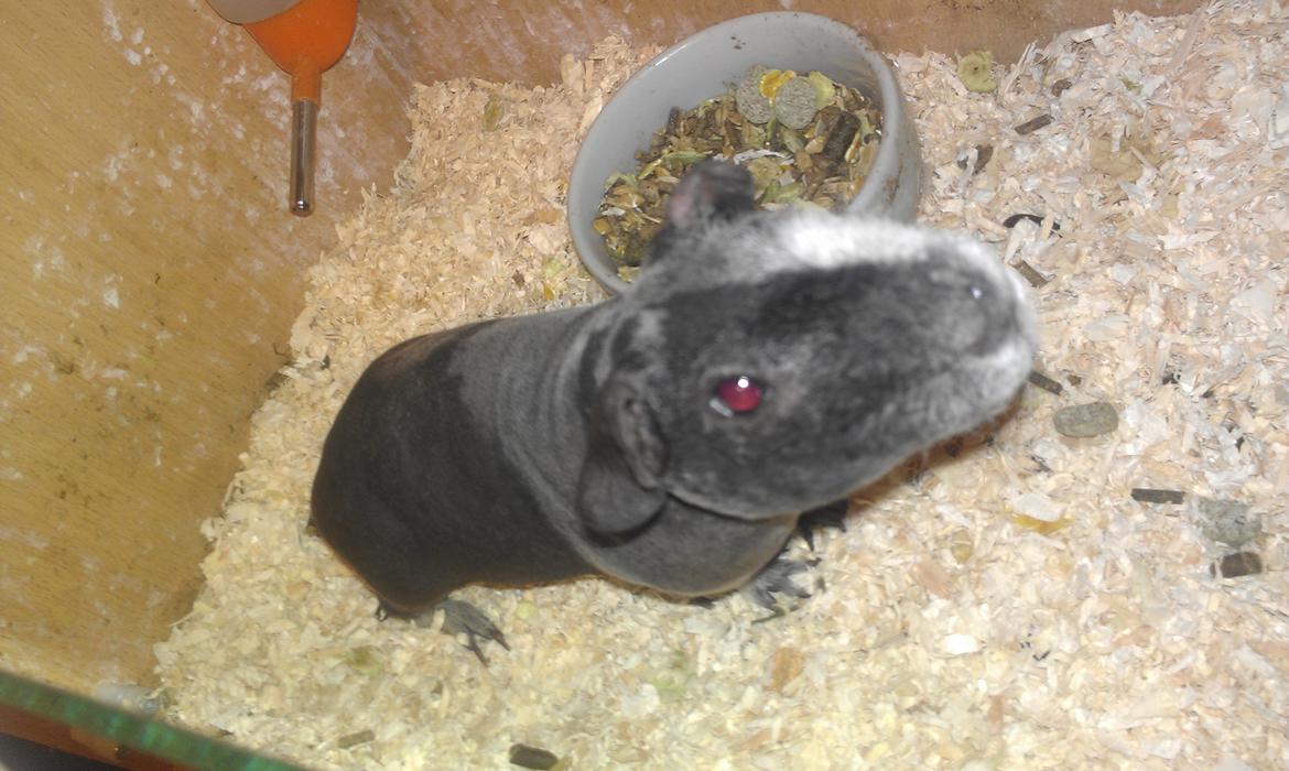 Marsvin Søstjerne billede 7