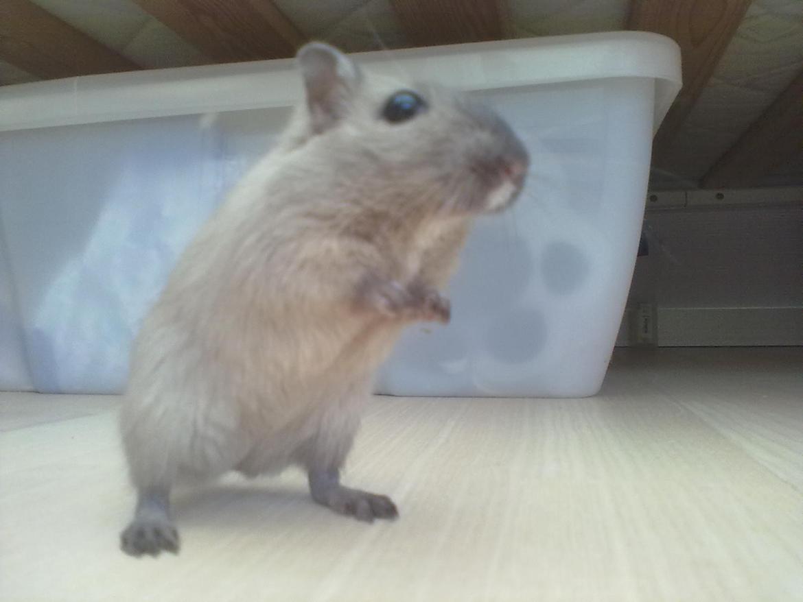 Ørkenrotte Timmy billede 8