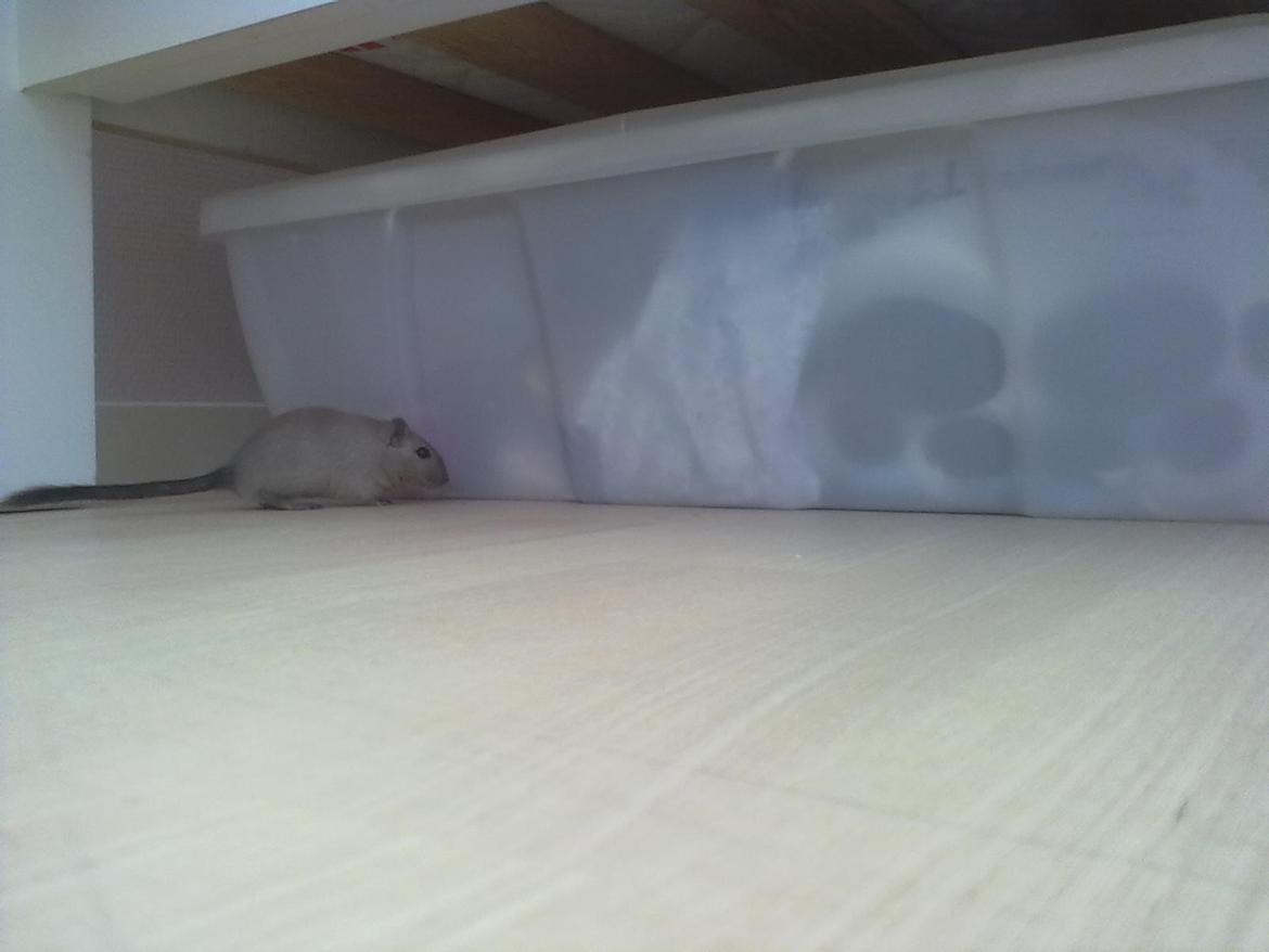 Ørkenrotte Timmy billede 9