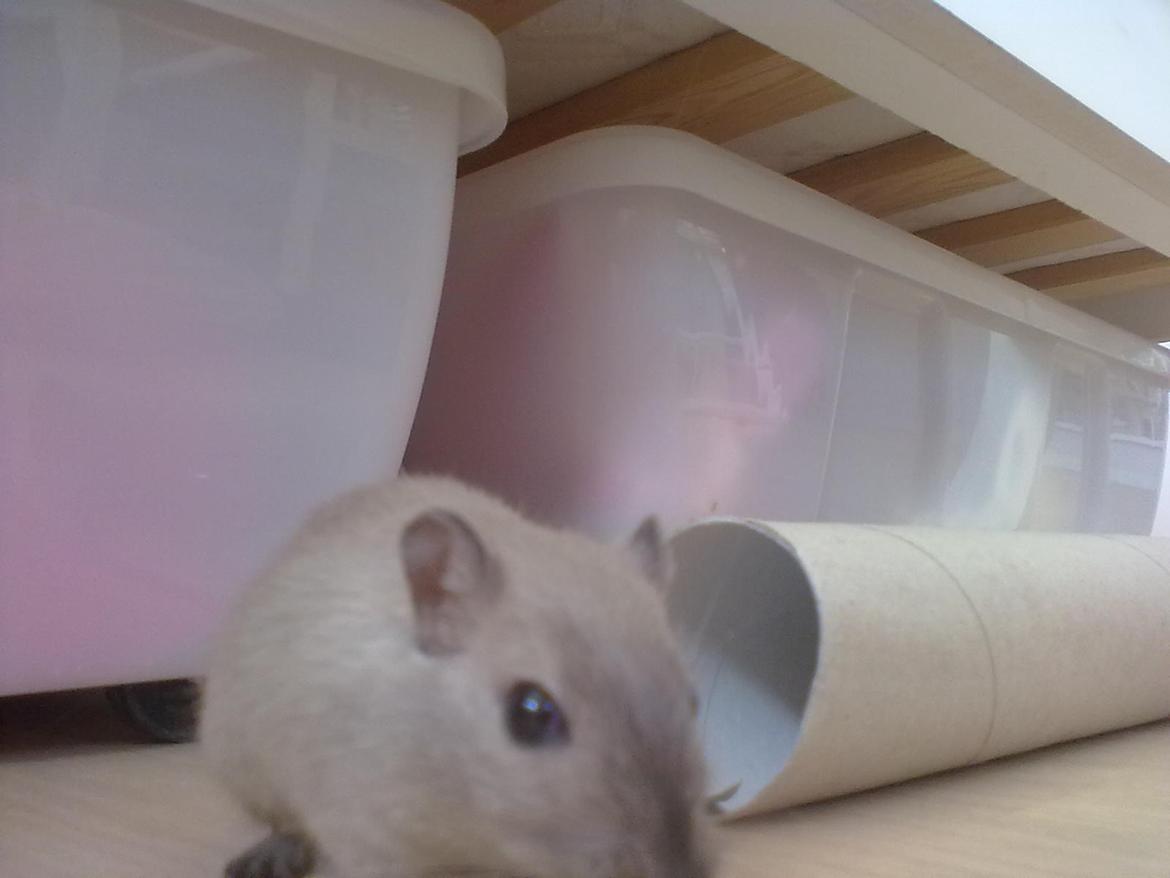 Ørkenrotte Timmy billede 10