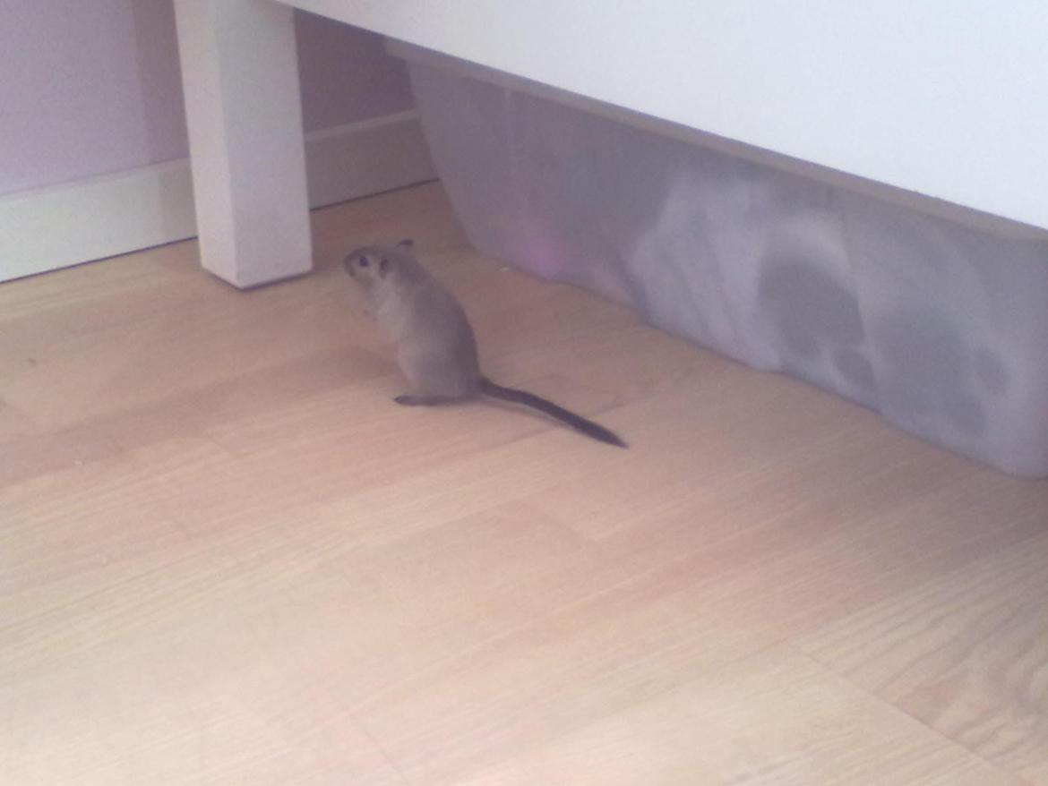 Ørkenrotte Timmy billede 11