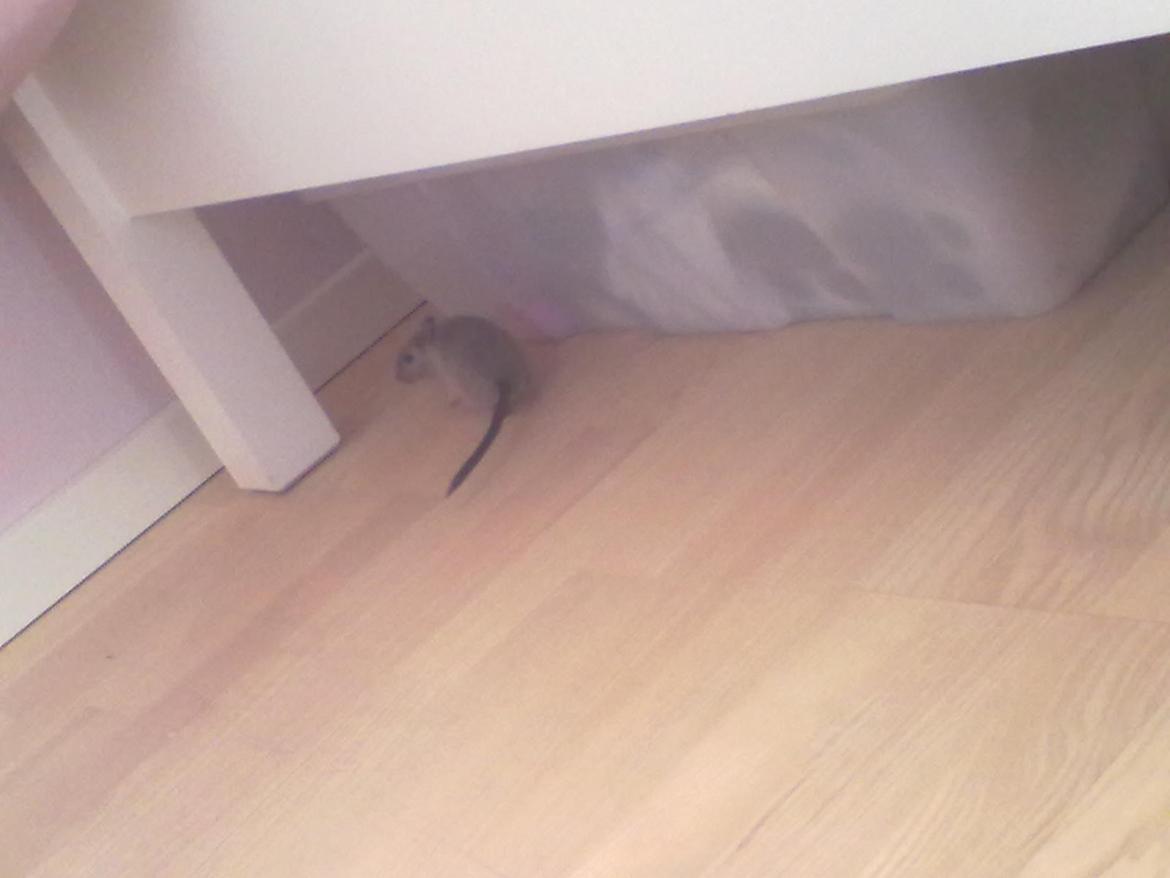 Ørkenrotte Timmy billede 12