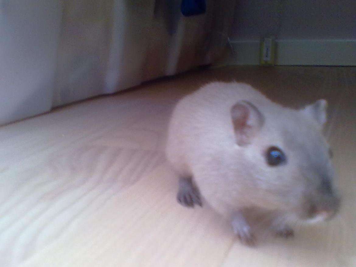 Ørkenrotte Timmy billede 13