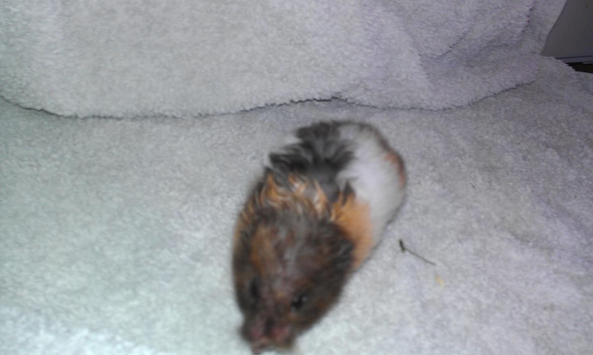 Hamster Sorte billede 1