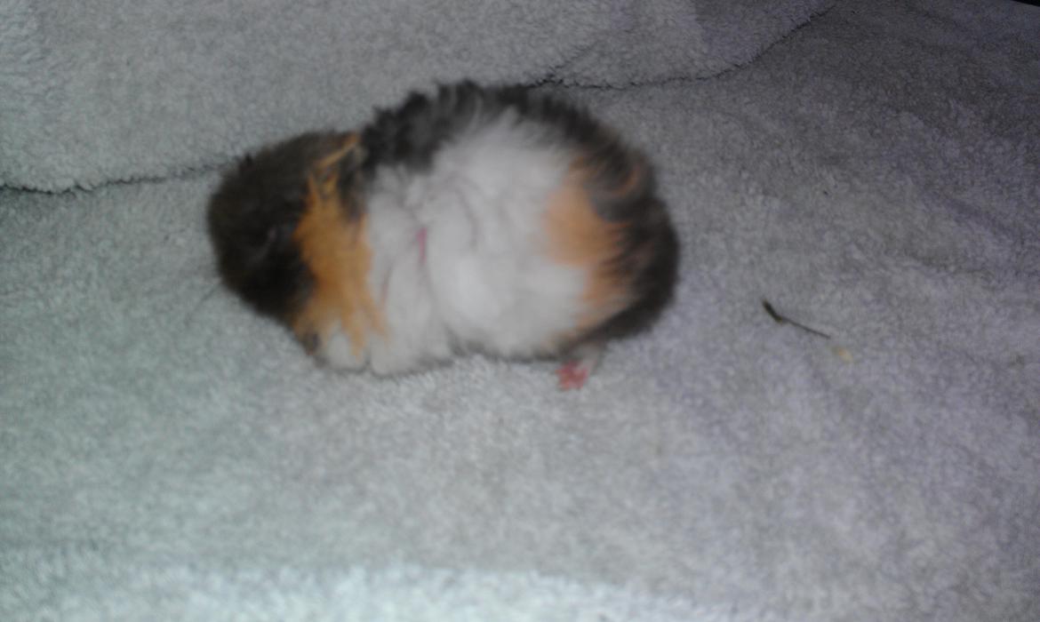 Hamster Sorte billede 2