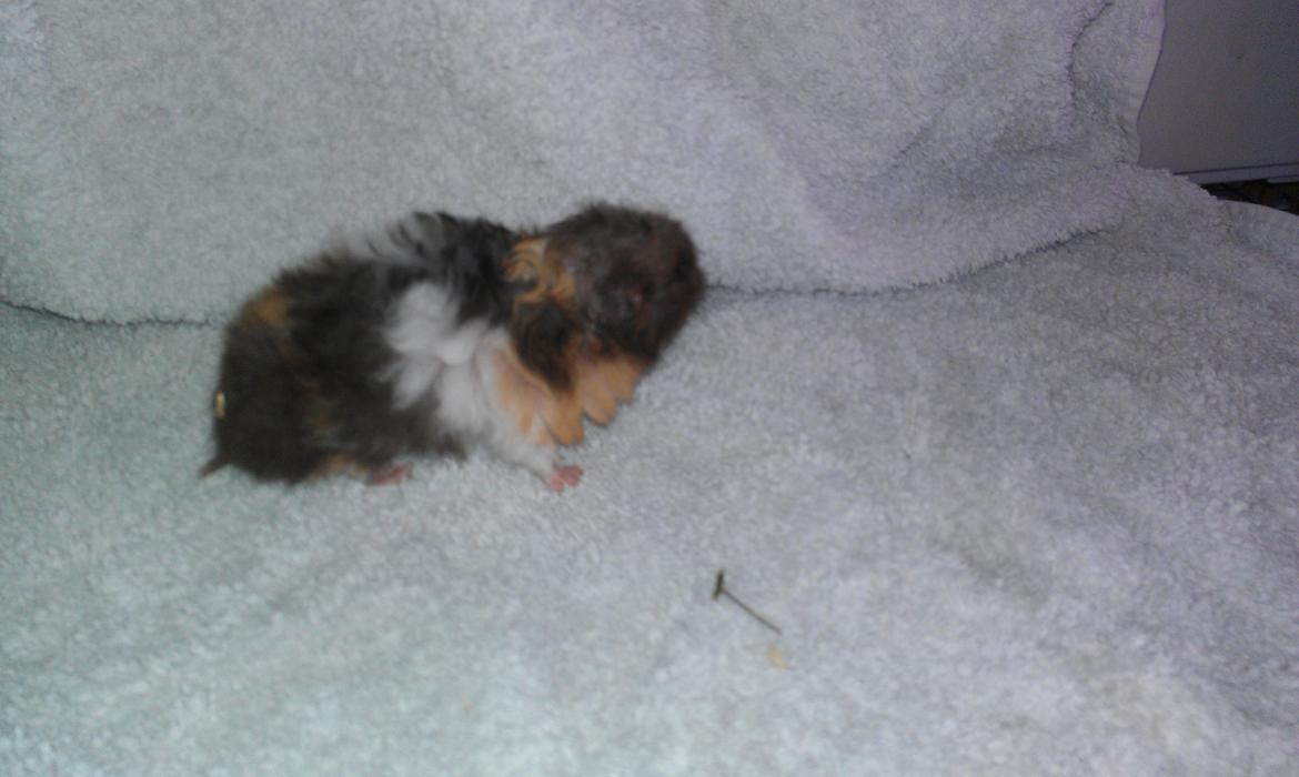 Hamster Sorte billede 3