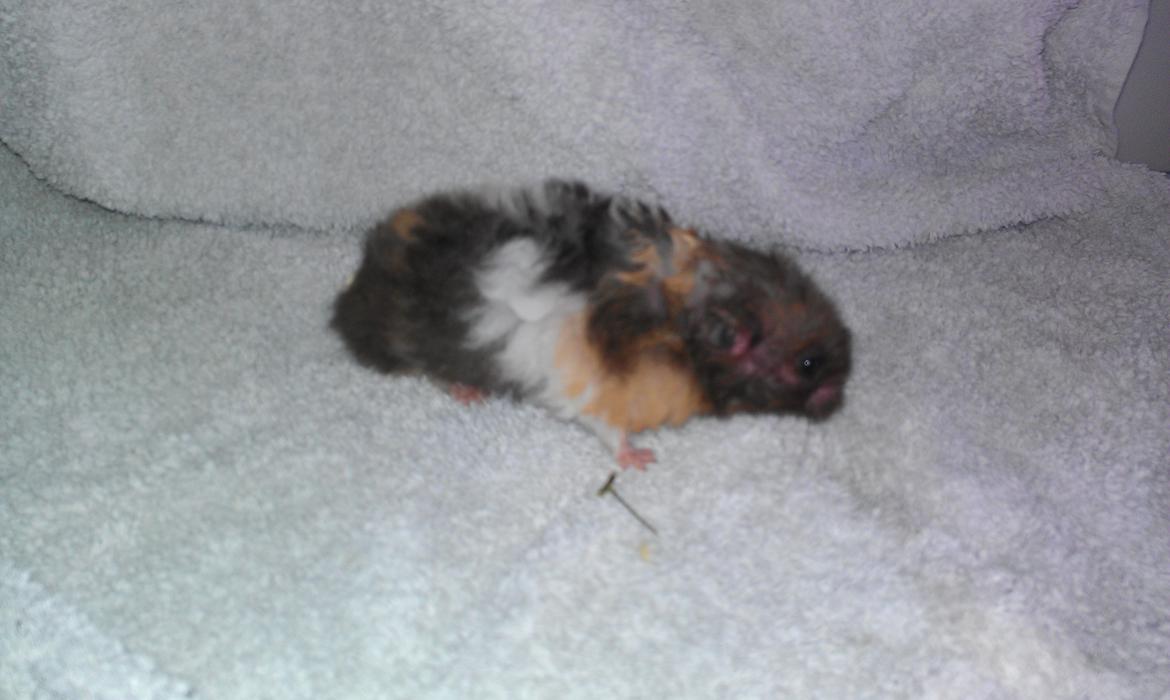 Hamster Sorte billede 4