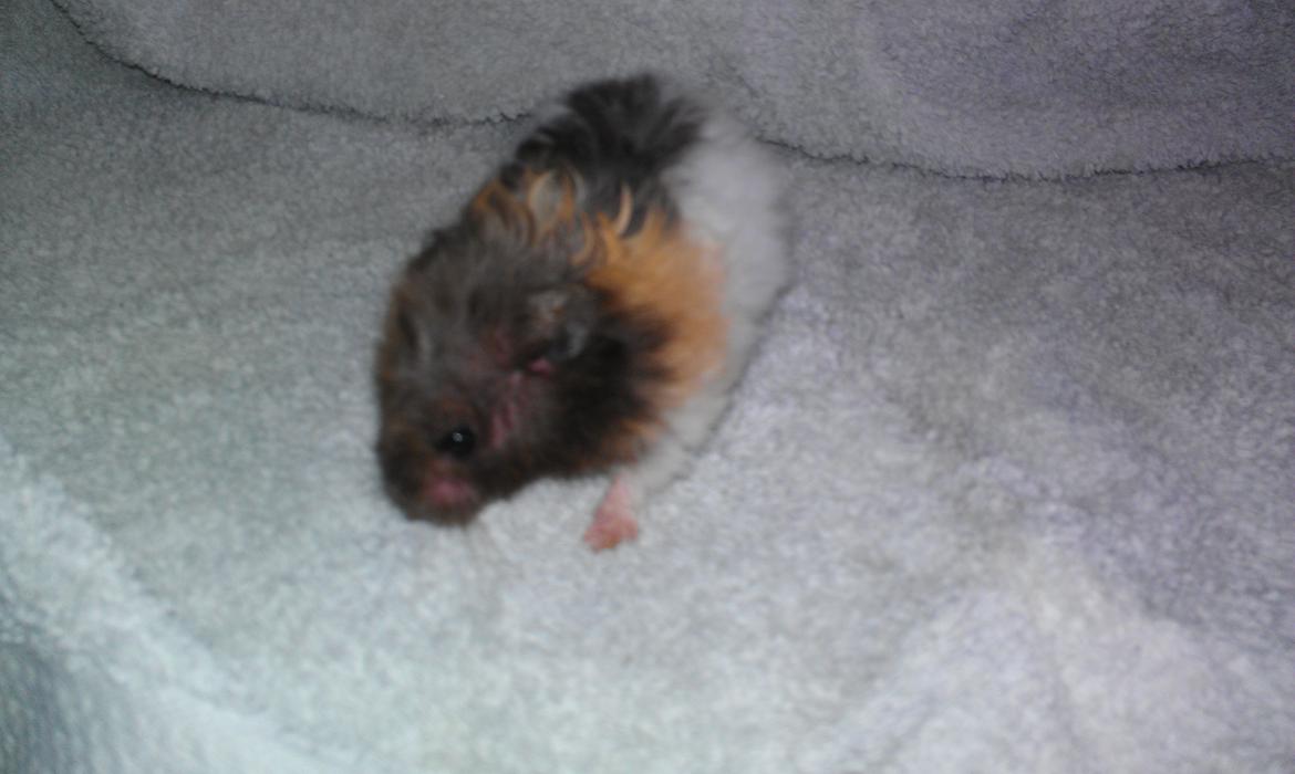 Hamster Sorte billede 5