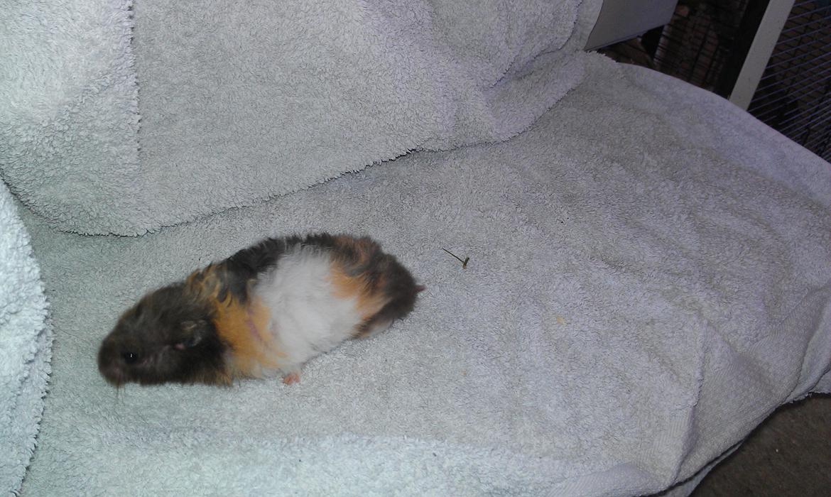 Hamster Sorte billede 6