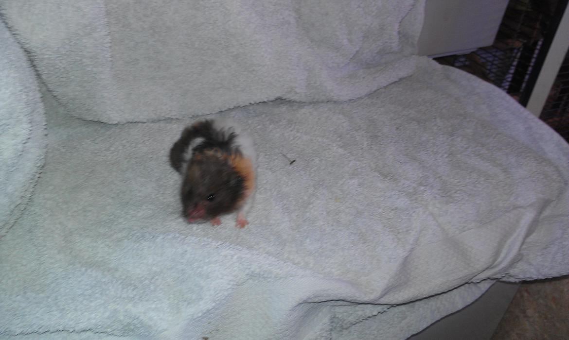 Hamster Sorte billede 7