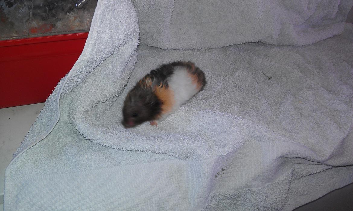 Hamster Sorte billede 8