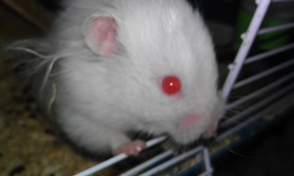 Hamster Hyper billede 1