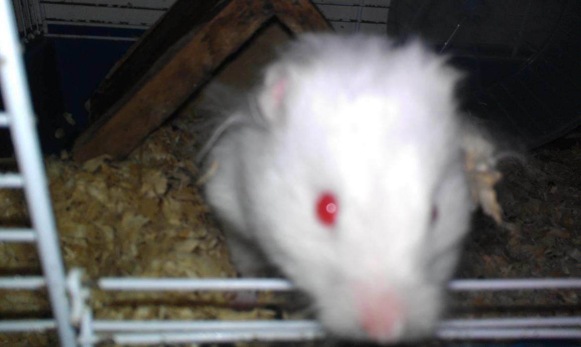 Hamster Hyper billede 2