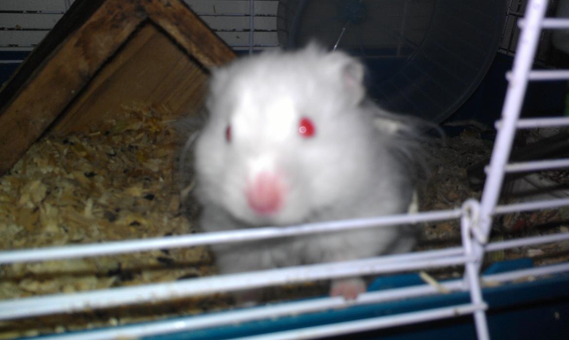 Hamster Hyper billede 3