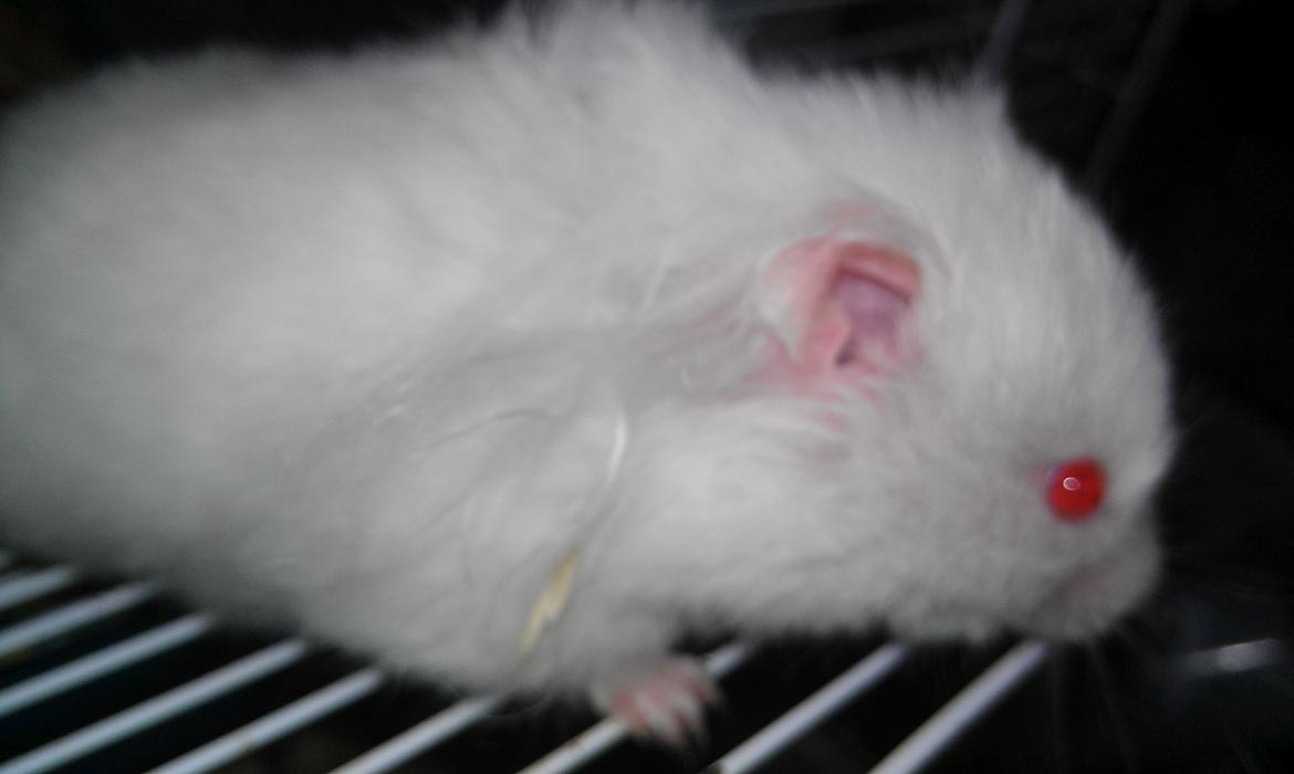 Hamster Hyper billede 4