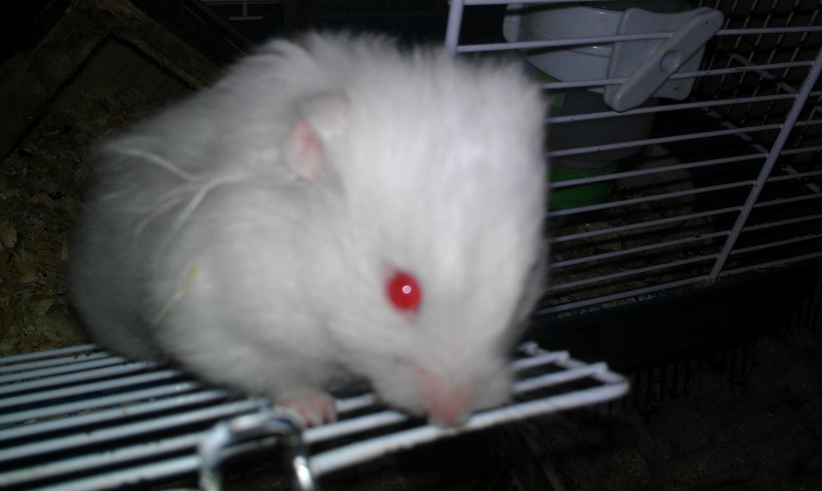 Hamster Hyper billede 5