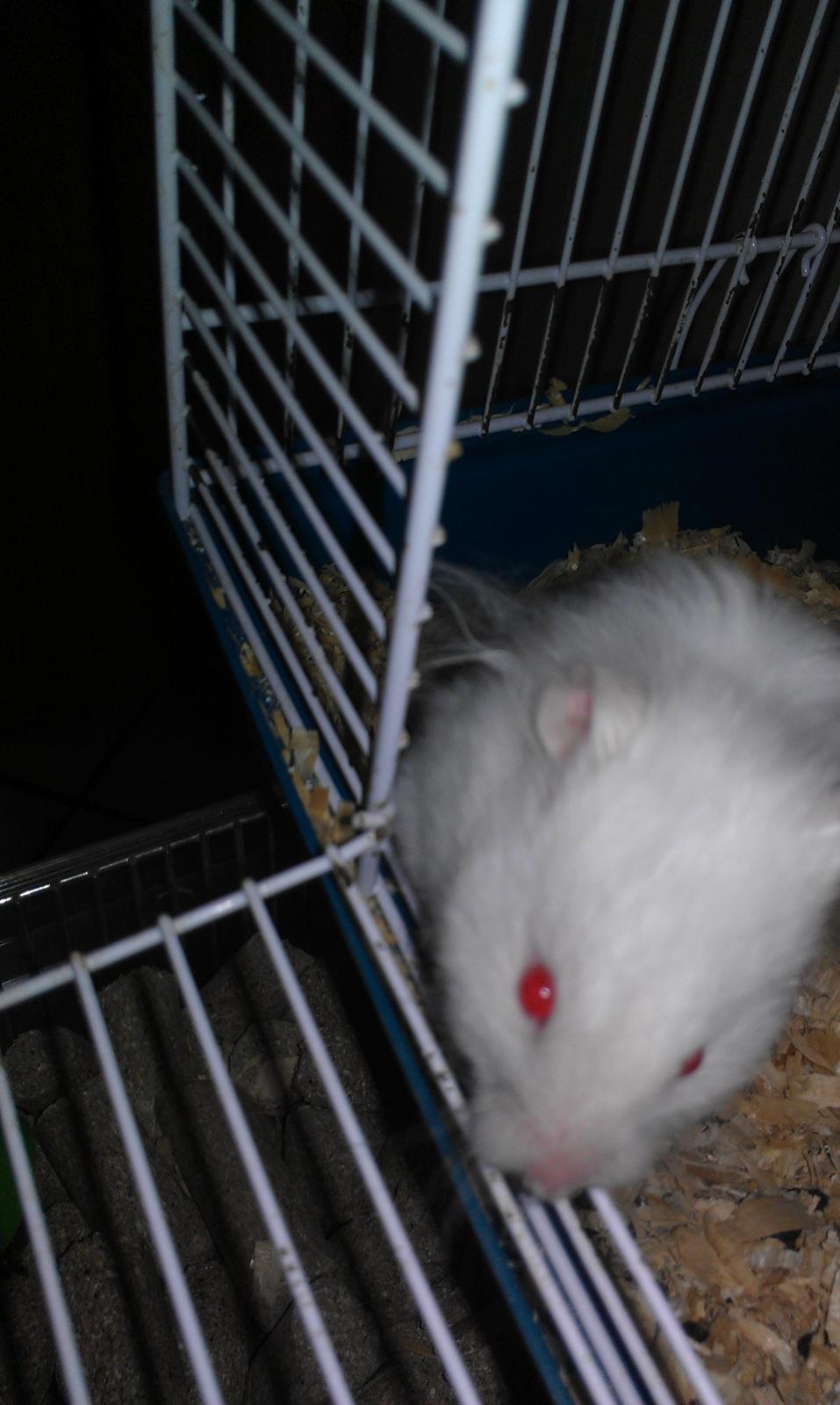 Hamster Hyper billede 6