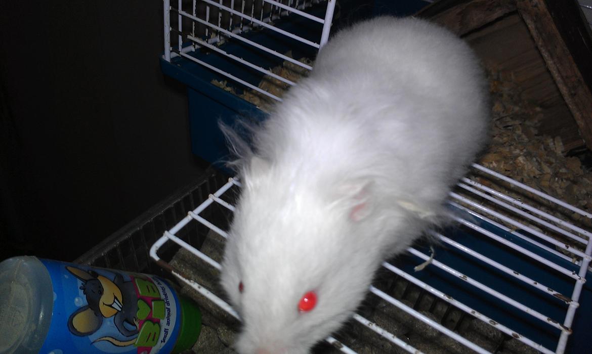 Hamster Hyper billede 7