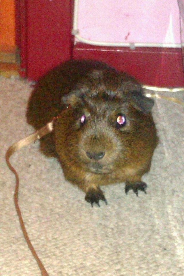 Marsvin Browney - Velkommen her til !!!!! <33 billede 1