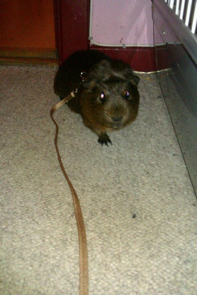 Marsvin Browney billede 17