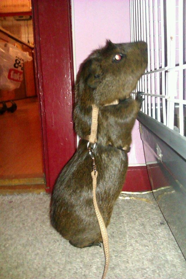 Marsvin Browney billede 18