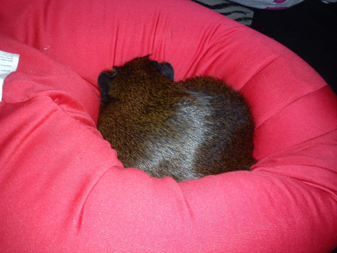 Marsvin Browney billede 19