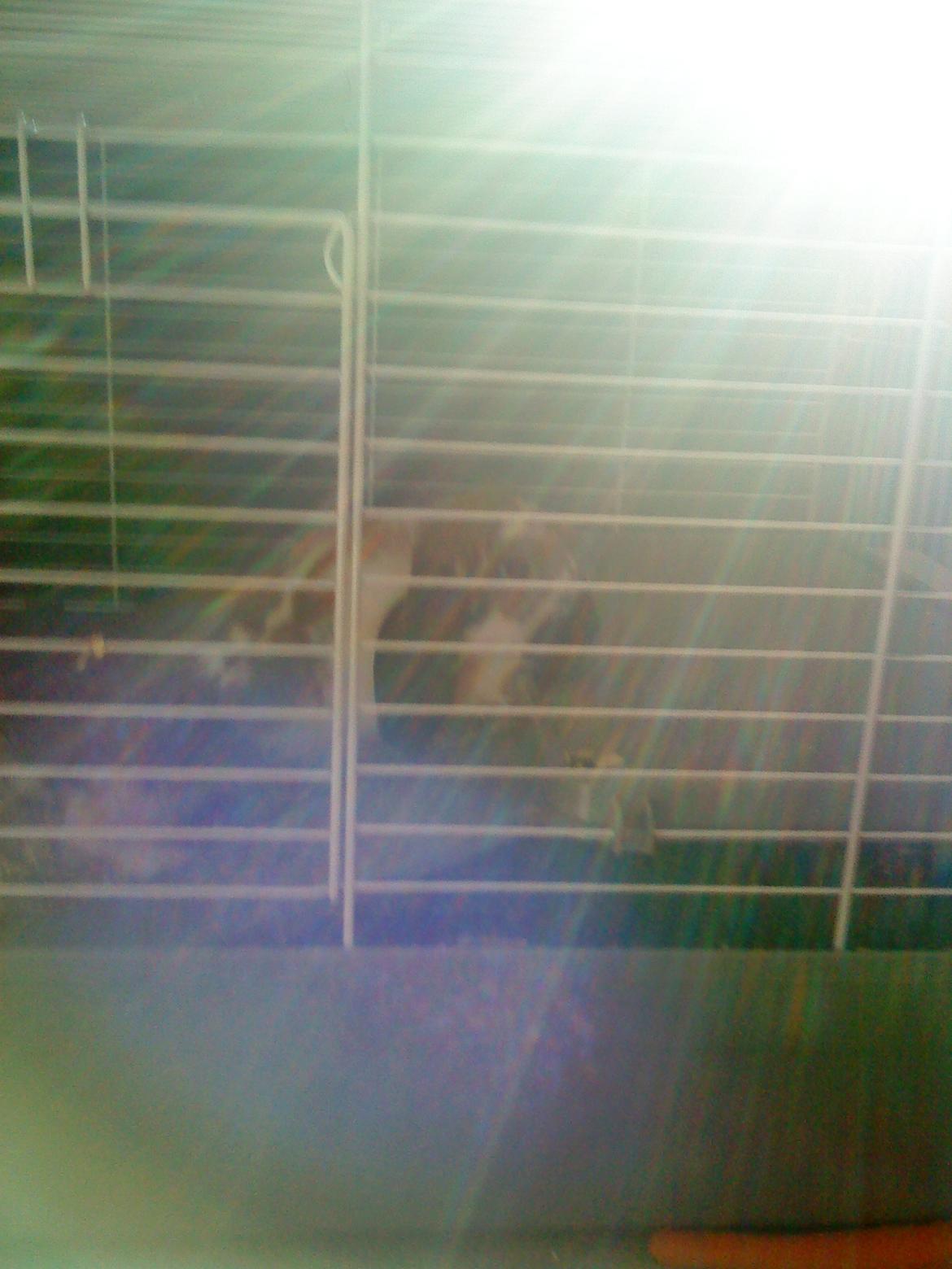 Kanin Nuga billede 2