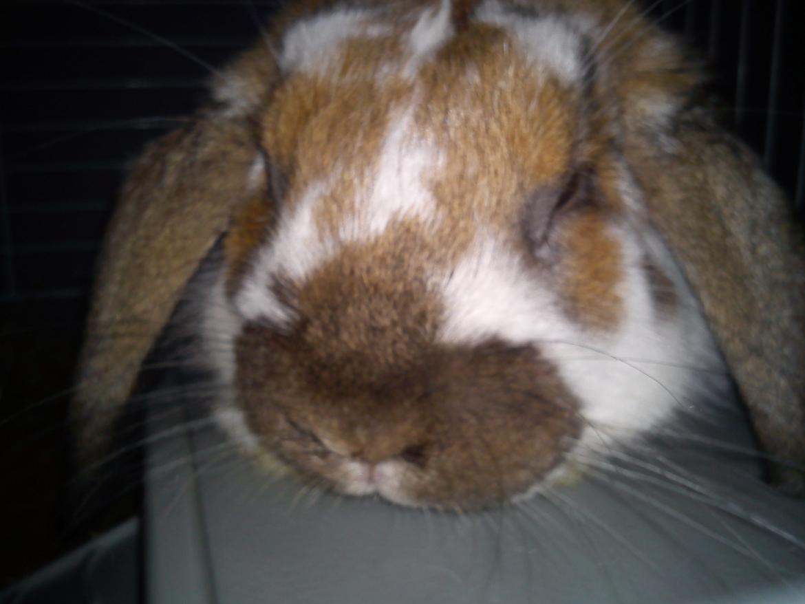 Kanin Nuga - Velkommen Her til ! <33 billede 1