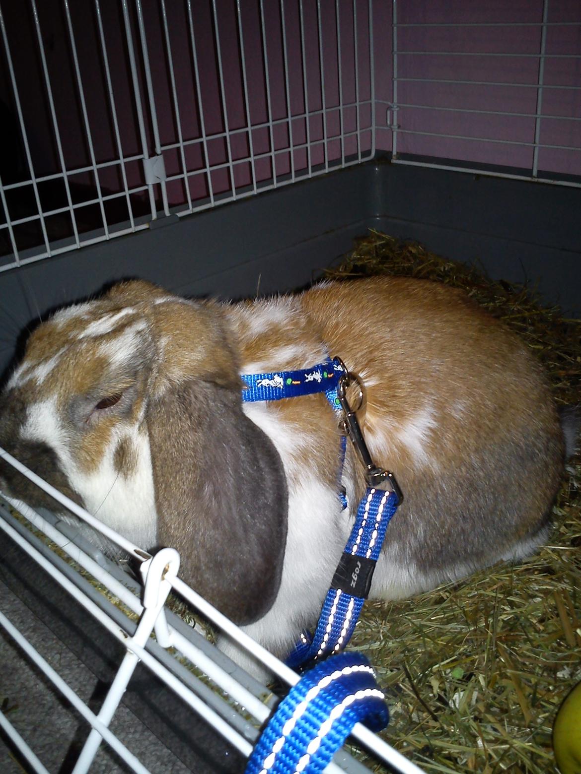 Kanin Nuga billede 7