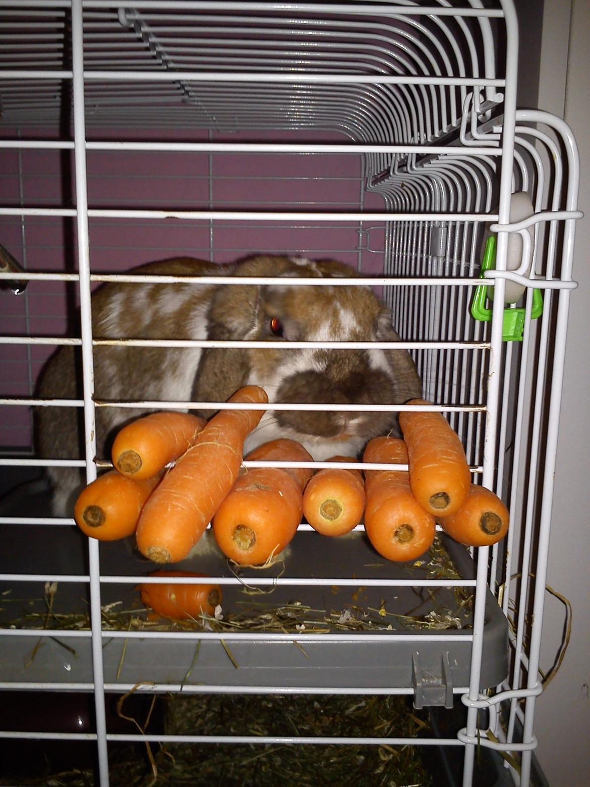 Kanin Nuga billede 3