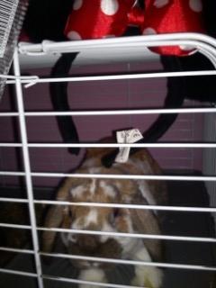 Kanin Nuga billede 4