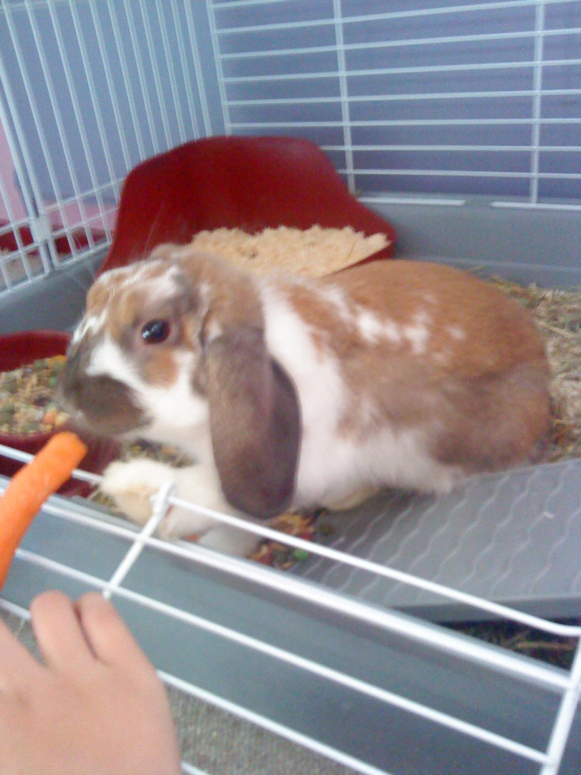 Kanin Nuga billede 5