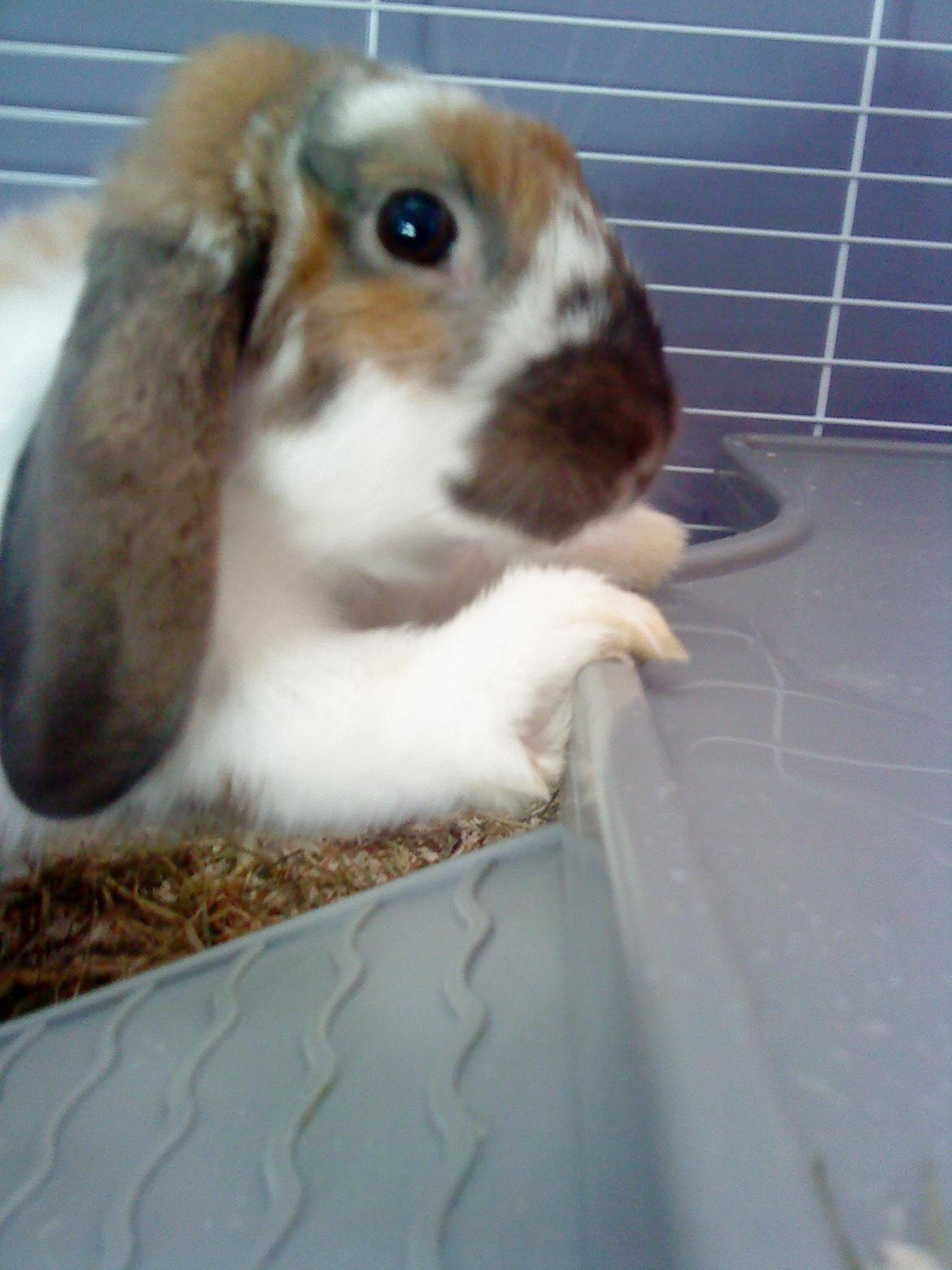 Kanin Nuga billede 6