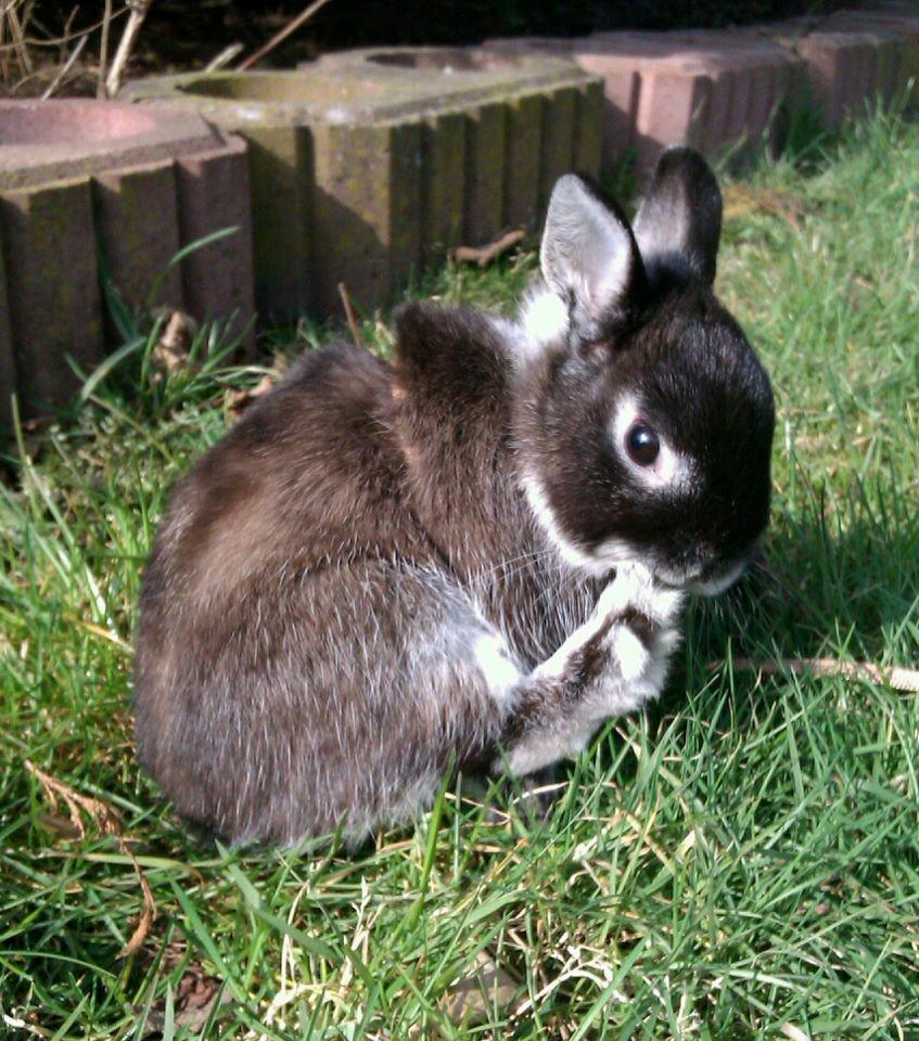 Kanin Holmdrup Huses Møffe billede 17