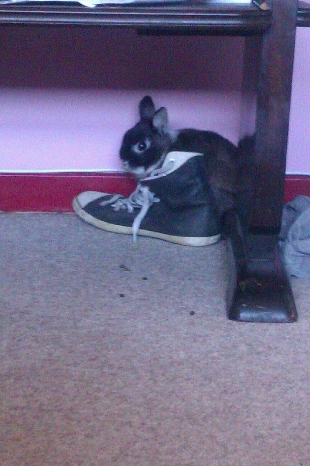 Kanin Holmdrup Huses Møffe billede 18