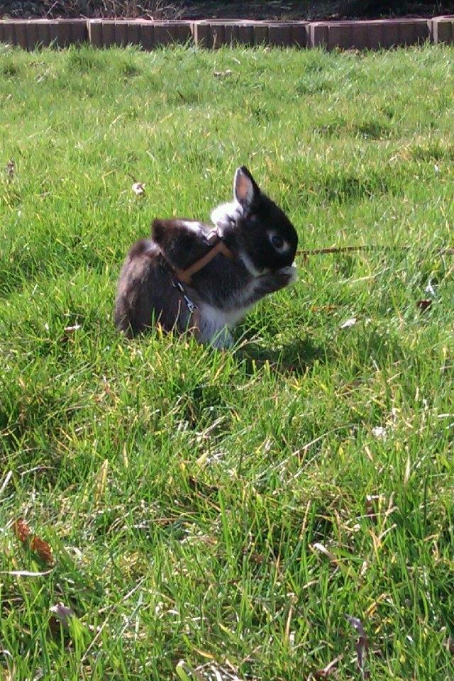 Kanin Holmdrup Huses Møffe - Velkommen ! billede 1