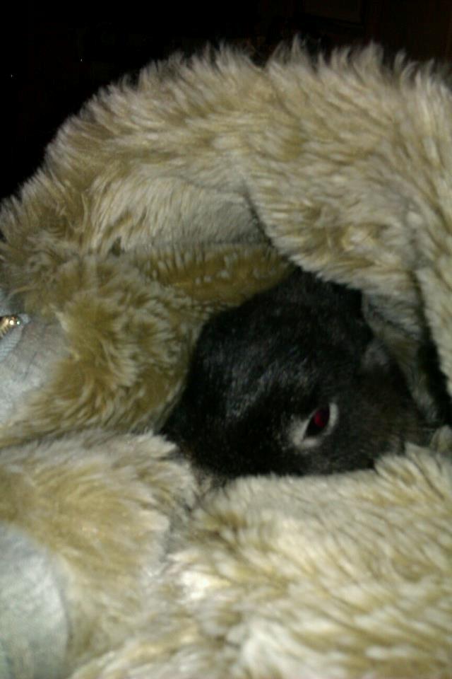 Kanin Holmdrup Huses Møffe billede 19