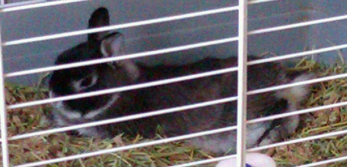 Kanin Holmdrup Huses Møffe - Tak for besøget læg gerne en bedømmelse billede 20