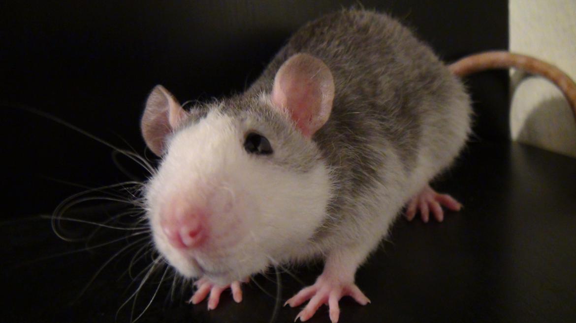 Tamrotte Tykke Bertha - 7 uger billede 10