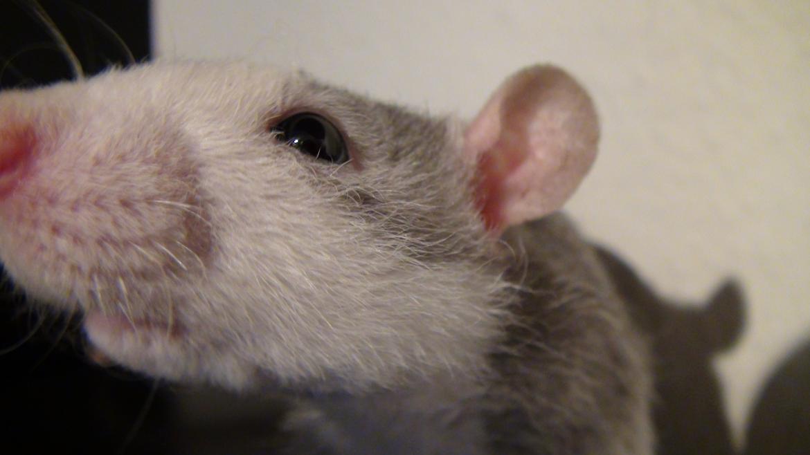 Tamrotte Tykke Bertha - 7 uger billede 11